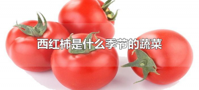 ​西红柿是什么季节的蔬菜（西红柿是哪个季节的蔬菜）