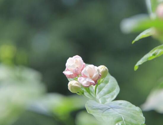 茉莉花的花语是什么？忠贞不移的爱情(图1)