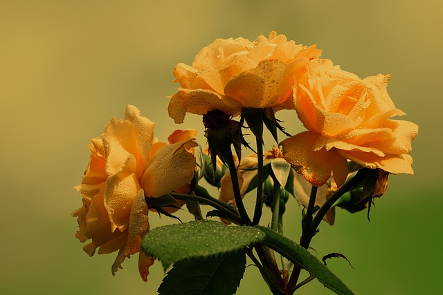 roses-3458693_640.jpg