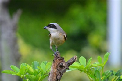 ​呆头伯劳：属于雀形手段生物,有着相称锐利的嘴巴