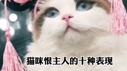 猫咪恨主人的十种表现，猫咪讨厌主人的表现 