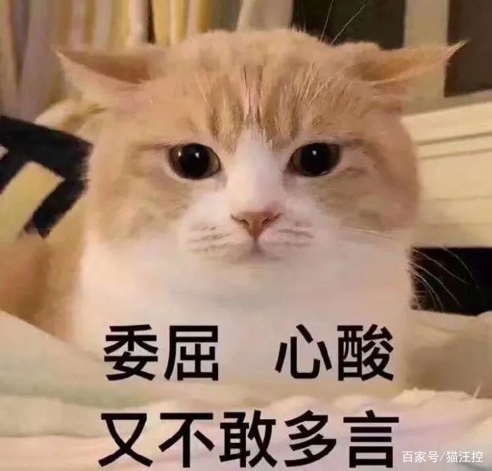 猫咪恨主人的十种表现，猫咪讨厌主人的表现 