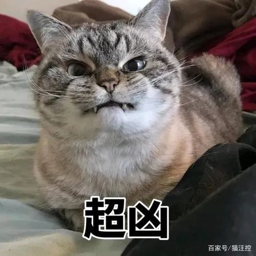 猫咪恨主人的十种表现，猫咪讨厌主人的表现 