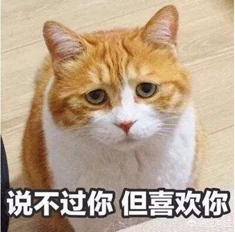 猫咪恨主人的十种表现，猫咪讨厌主人的表现 