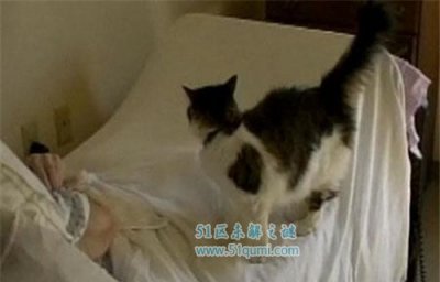 ​鲜为人知的世界未解之谜 一只不妨猜测死亡的猫咪