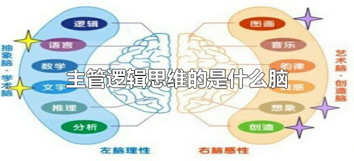 主管逻辑思维的是什么脑