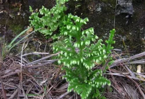 裸子植物石松