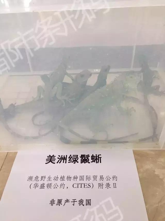 高冠变色龙亚种（高冠变色龙巨蜥）(3)