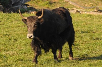 ​野生牦牛:胸腹部长有垂地长毛_能一下顶翻吉普车