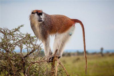 ​赤猴是一种什么样的动物 属于灵长类生物智商超高