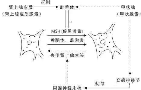 黄褐斑的形成原因及分类（黄褐斑是怎么形成的）(2)