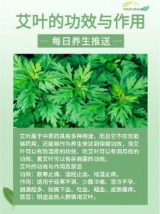 ​孕妇可以用艾草的功效与作用禁忌（孕妇用艾草需要知道这些）