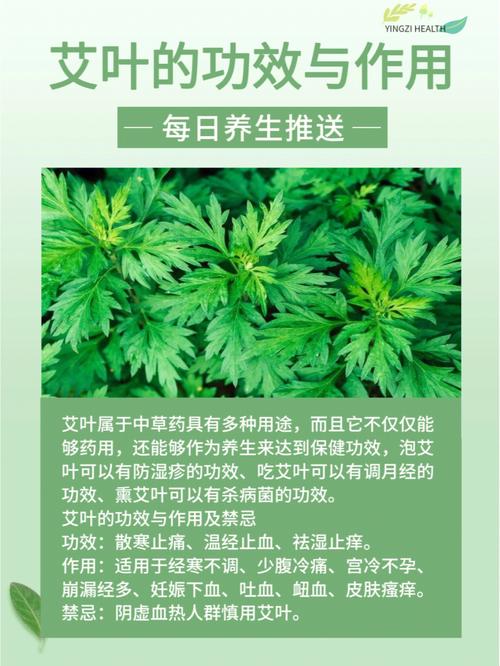 孕妇可以用艾草的功效与作用禁忌（孕妇用艾草需要知道这些）