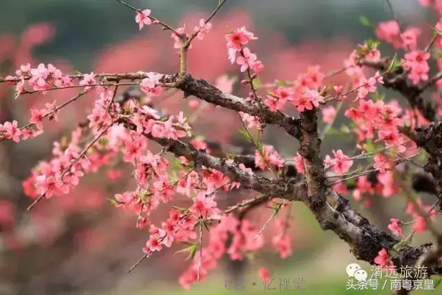 清远连州十大景点大全（粤北有座低调的千年古城）(4)