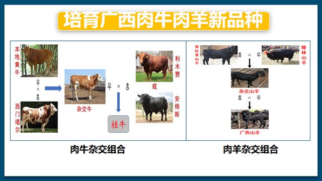 如何发展牛羊养殖（韦英明黄剑黎南方牛羊产业需）(5)