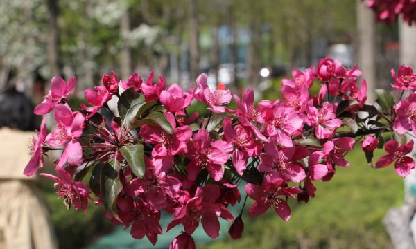 海棠能吃不能吃,海棠花能不能吃?图2