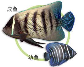 好养的小型神仙鱼（热带鱼中优雅的小公举神仙鱼养殖大全）(32)