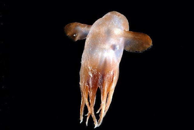 深海的那些神奇生物（50种最奇怪的深海生物）(32)