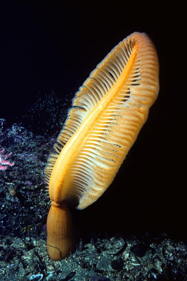 深海的那些神奇生物（50种最奇怪的深海生物）(45)