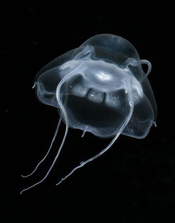 深海的那些神奇生物（50种最奇怪的深海生物）(33)