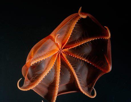 深海的那些神奇生物（50种最奇怪的深海生物）(18)