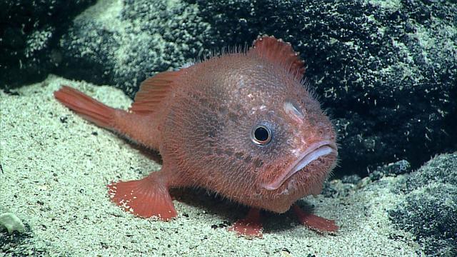 深海的那些神奇生物（50种最奇怪的深海生物）(21)