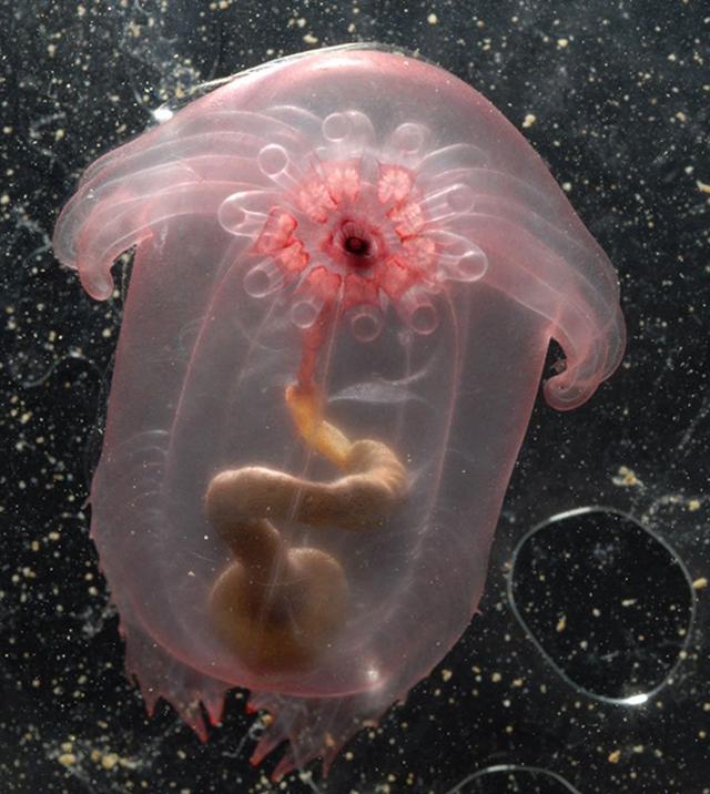 深海的那些神奇生物（50种最奇怪的深海生物）(2)