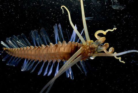 深海的那些神奇生物（50种最奇怪的深海生物）(8)