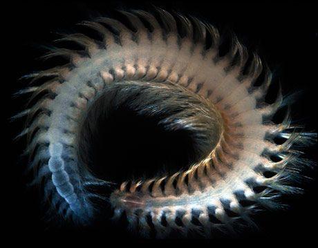 深海的那些神奇生物（50种最奇怪的深海生物）(27)