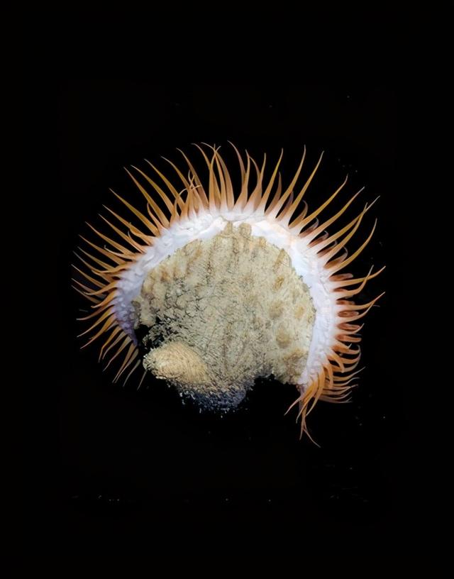 深海的那些神奇生物（50种最奇怪的深海生物）(49)