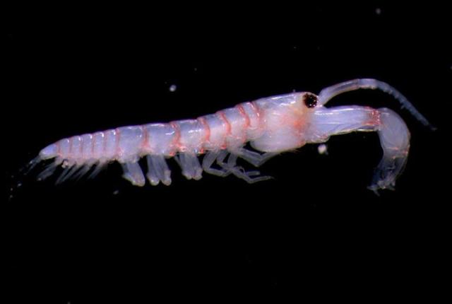 深海的那些神奇生物（50种最奇怪的深海生物）(40)