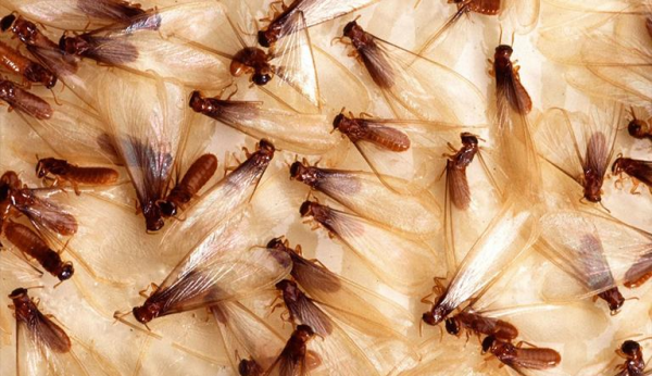 白蚁的危害性有多大,白蚁对人体的危害有哪些图2