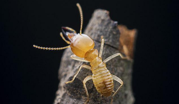 白蚁的危害性有多大,白蚁对人体的危害有哪些图3