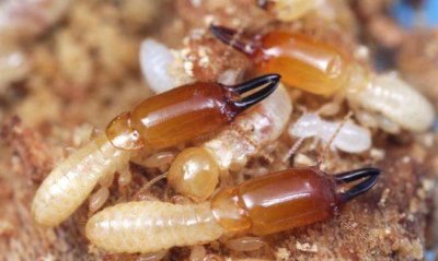 ​白蚁的危害性有多大,白蚁对人体的危害有哪些