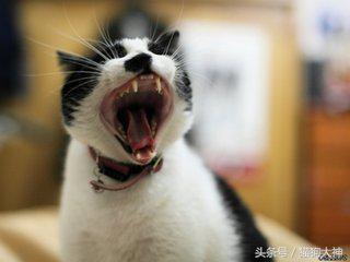 自家养的猫咪会得狂犬病吗（猫咪易患四大传染病之三）(4)