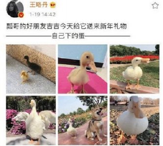 ​王珞丹发寻鸭启事登热搜是怎么回事 王珞丹微博称吉吉已经不在了详情