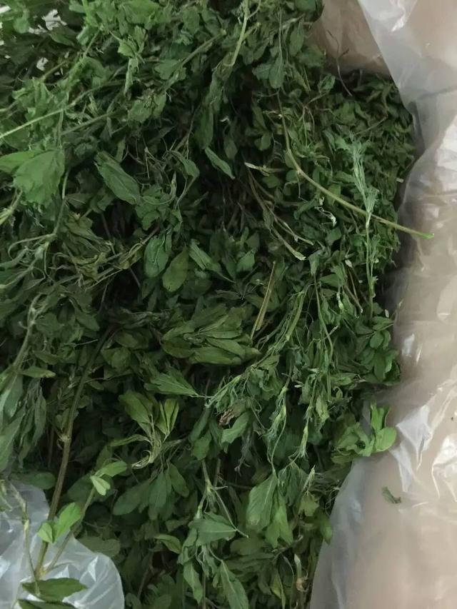 龙猫宠物饲养指南（龙猫新手饲养专区）(3)