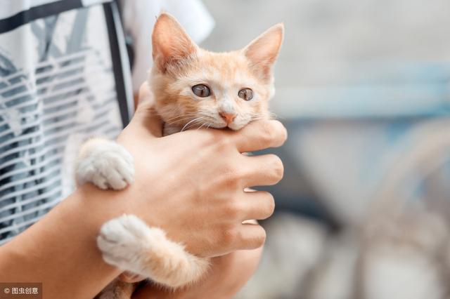 不小心被猫咪抓伤怎么办（抓破紧急处理的措施）(3)