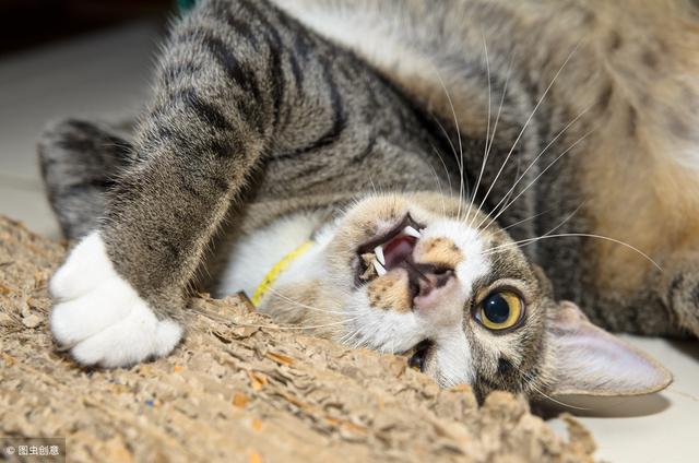 不小心被猫咪抓伤怎么办（抓破紧急处理的措施）(2)