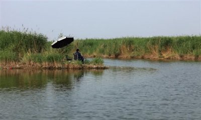 ​湿地又称为什么，沼泽和湿地被称作地球的什么？