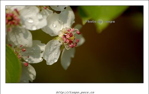 忽如一夜春风来是什么季节：忽如一夜春风来千树万树梨花开什么季节的