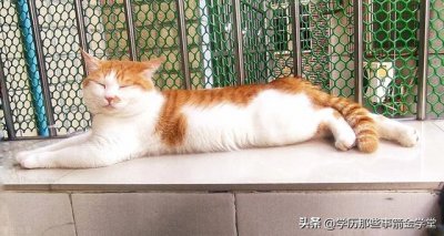 ​猫咪恨主人的十种表现（新手养猫指南）