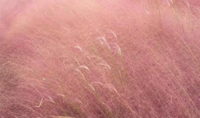 ​粉黛草花期,粉黛乱子草在什么地方