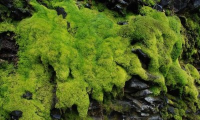 ​苔藓可食用吗，养苔藓可以不用吃赤玉土吗？