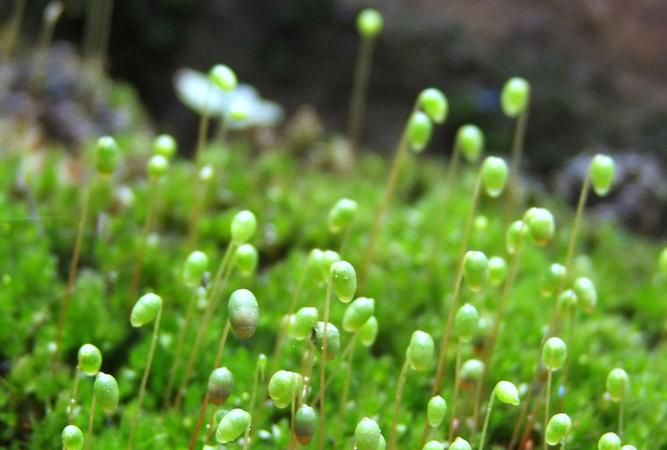 苔藓植物中有没有可食用的