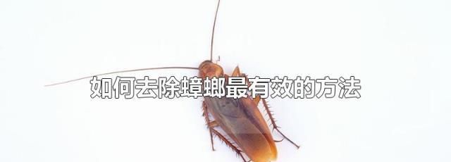 蟑螂怎么消灭最彻底 教你几个小妙招视频