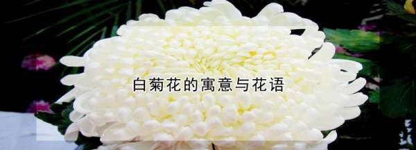 白色菊花寓意着什么,白色菊花寓意着什么意思图4