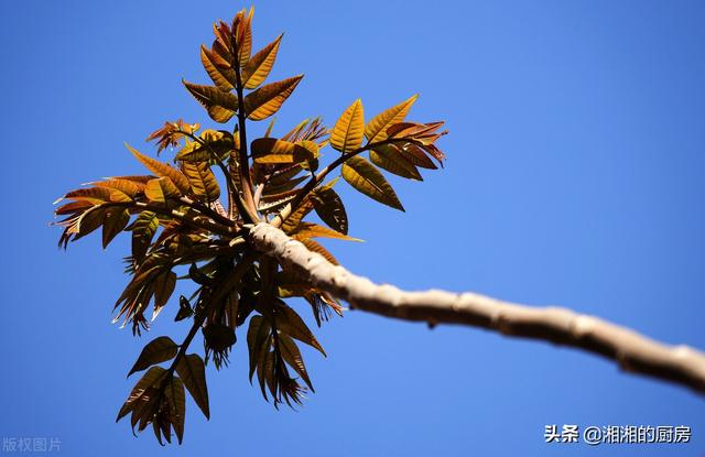 制作香椿之前先焯水更健康吗（到底要不要焯水）(1)