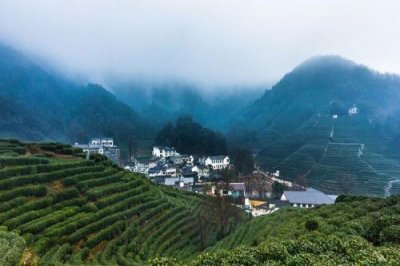 ​西湖龙井产地在哪里(西湖龙井产地狮龙云虎梅)