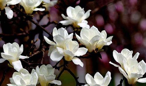 没有花语的花 白兰花,白兰花的花意图3